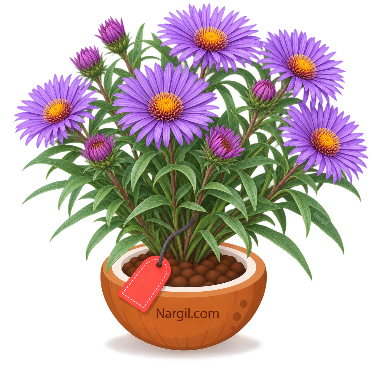 Nargil_Aster novae-angliae